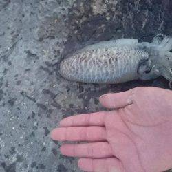 人生初イカ エギング釣行2回目