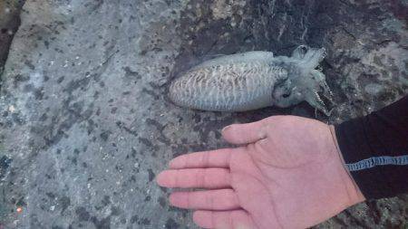 人生初イカ エギング釣行2回目