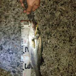 ちょっとサイズアップ