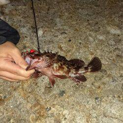 ガシラ&メバル釣行