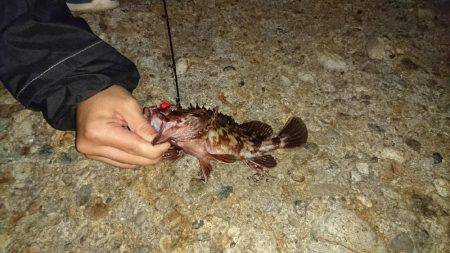 ガシラ&メバル釣行