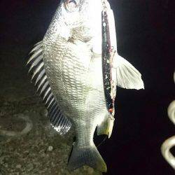 バチも終盤かな？