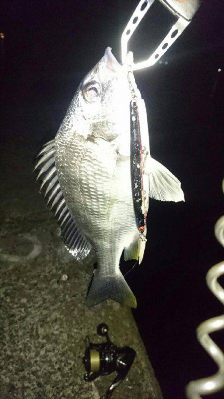 バチも終盤かな？