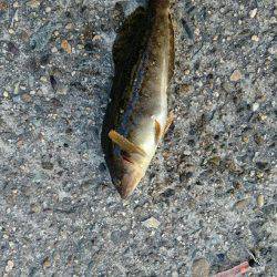 超ライトターゲット