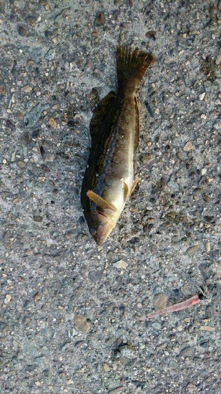 超ライトターゲット