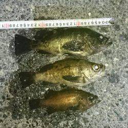 またまた淡路遠征