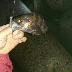 淡路メバリング