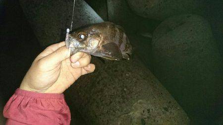 淡路メバリング