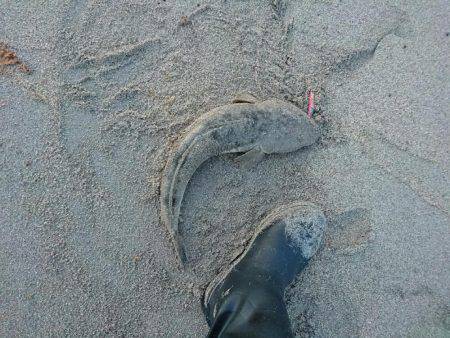 ヒラメを求めて