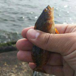 小さいのが一匹