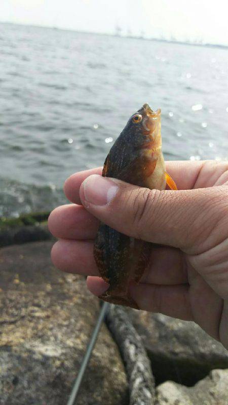 小さいのが一匹