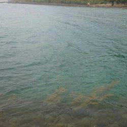 ちょっとだけエギング