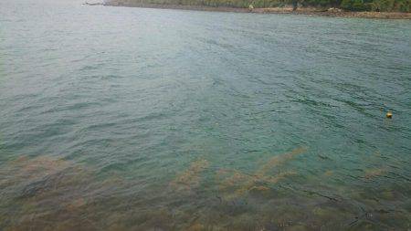 ちょっとだけエギング