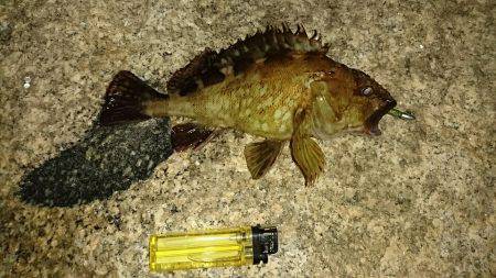 ガシラ＆メバル狙い