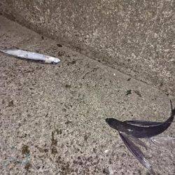 イカよりトビウオに夢中(^^)