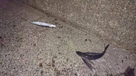 イカよりトビウオに夢中(^^)