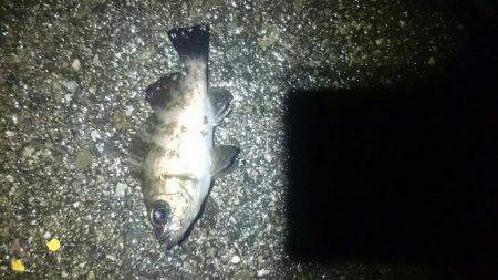 雨の日は釣れる？