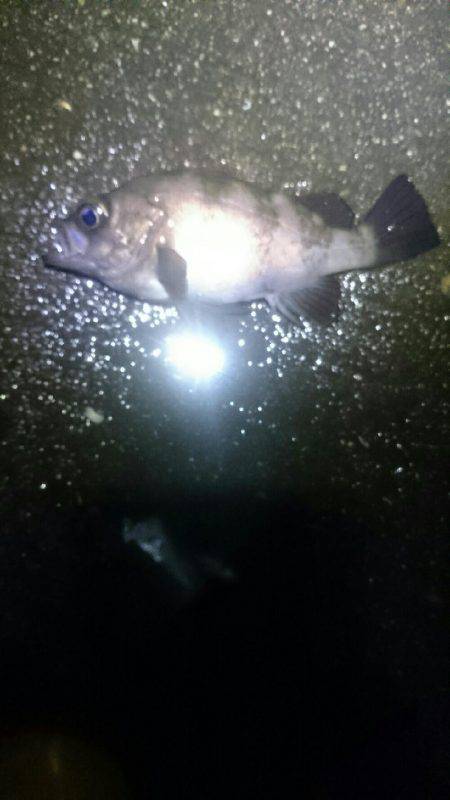 雨にもまけず。