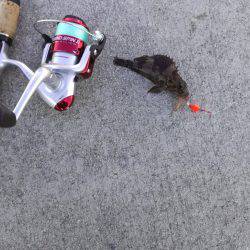 さっぱり。。。