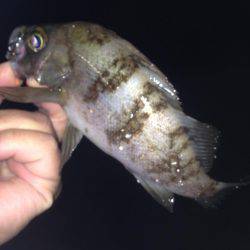 塩屋海岸でメバリング！！絶好調でした！