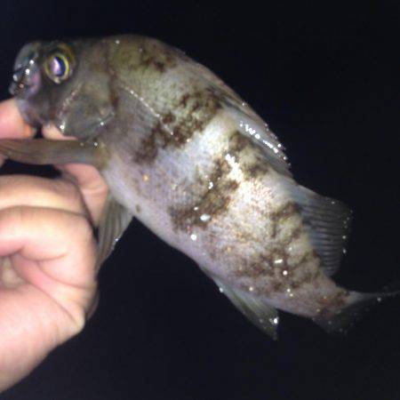 塩屋海岸でメバリング！！絶好調でした！