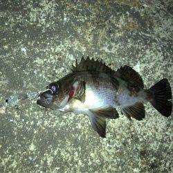 メバリング ツ抜け!