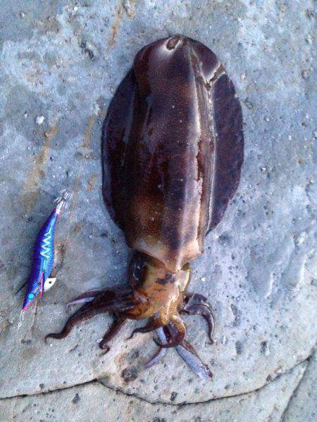 エギング遠征！