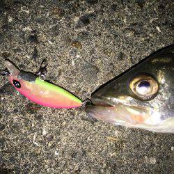 舞洲バチシー調査