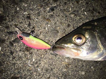 舞洲バチシー調査