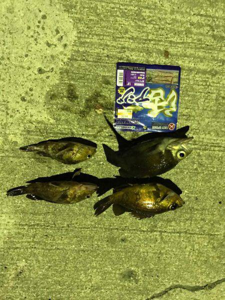 メバリング＆ガシリング