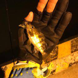 メバルの活性上がってきた。