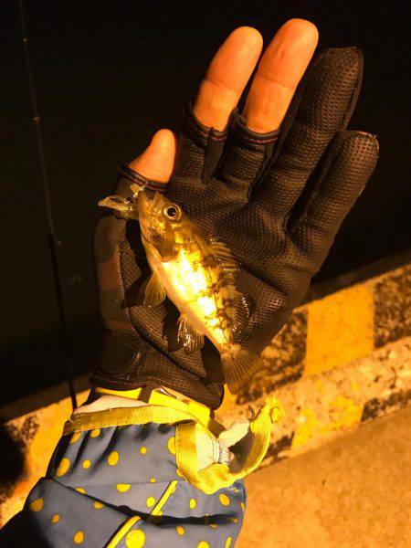 メバルの活性上がってきた。