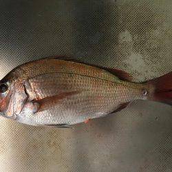 明石沖タイサビキ