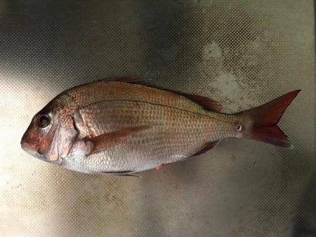 明石沖タイサビキ