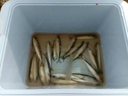 朝だけのちょい釣り