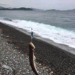 大里松原海岸 みんなどこへ行った？エソだけ？