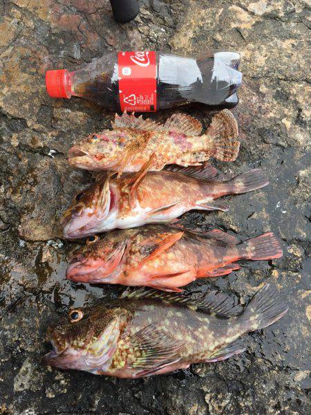 ショアガシリング