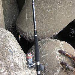 青物不発    タチ1