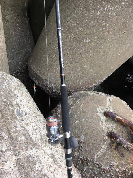 青物不発    タチ1