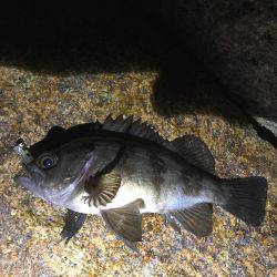 楽しいメバリング！