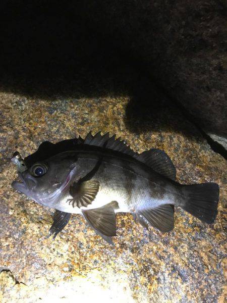 楽しいメバリング！