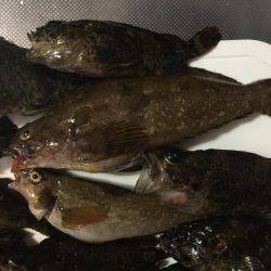 メバル(ムラソイ？)、ギンポ、クジメ？