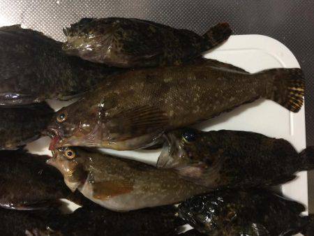 メバル(ムラソイ？)、ギンポ、クジメ？