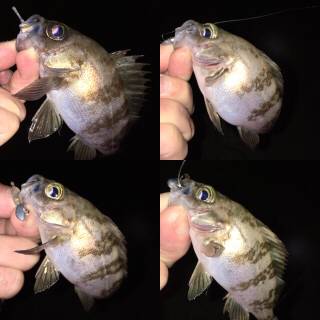 深夜のメバリング