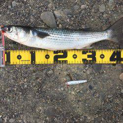 色々釣れました