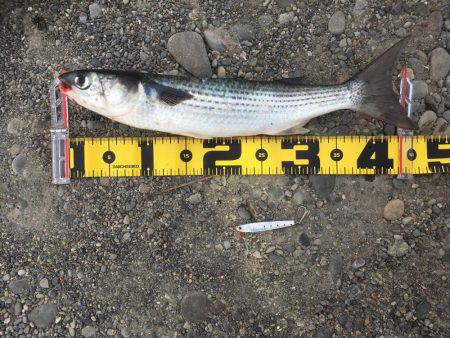 色々釣れました