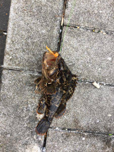 GW初日メバリング