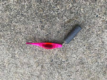 イイダコ→イシガニ