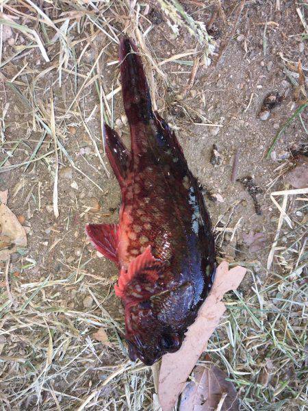 ロックフィッシュ