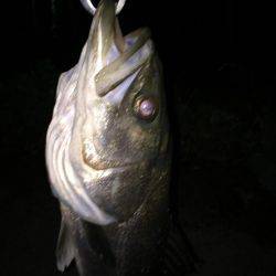 四日市シーバス 60アップ！